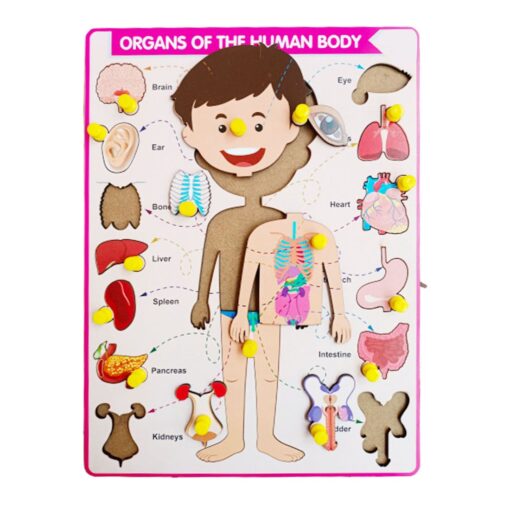 Parts of body with Internal Organ Peg Board Puzzle - Image 2