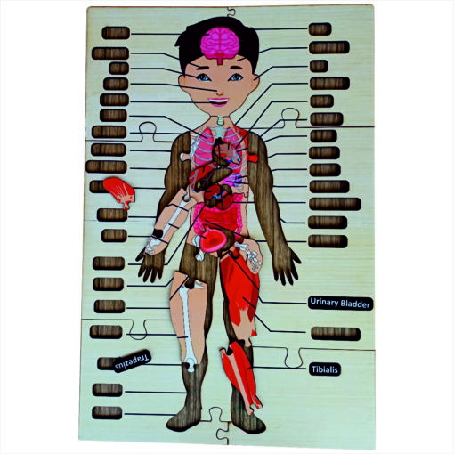 Wooden Big Floor Size Multi Combined Parts Of Body Puzzle for Kids - Image 4